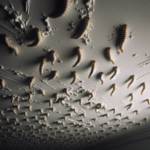 larve de mite au plafond